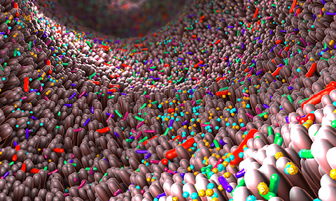 microbiota da ospite a metaorgano