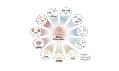 inflammaging